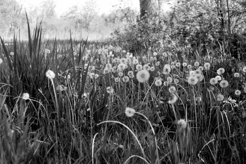 Black and white film photo of dandelions along Plum Creek Path