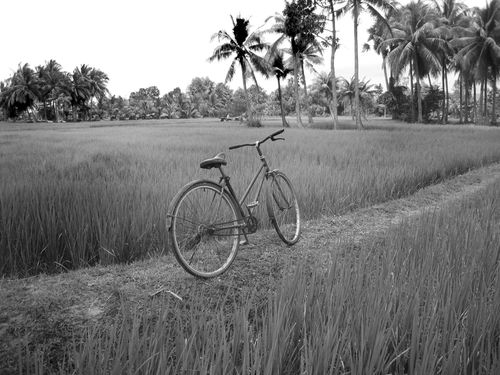 A bicycle sitting on a pathway between two rice paddy fields in Cambodia.