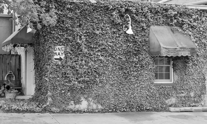 Wall covered with vines except for a one way sign and the window awning.