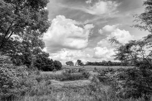 Black and white photo of some fields and trees around Seward County.