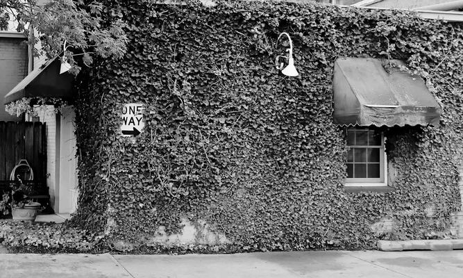 Wall covered with vines except for a one way sign and the window awning.