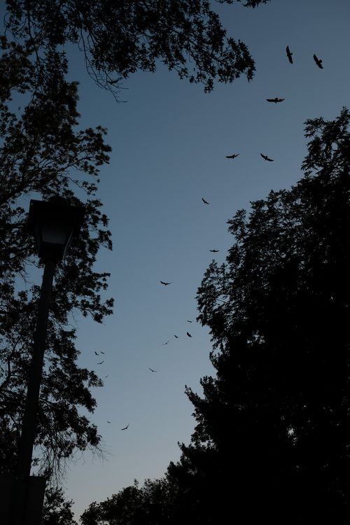 A flock of predatory birds visible through the trees, floating on the high winds. 